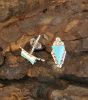 Turquoise Arrowhead Stud